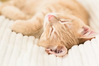 約38℃まで上昇！ 温感バイブでうるうる＆ぽかぽかの快感を