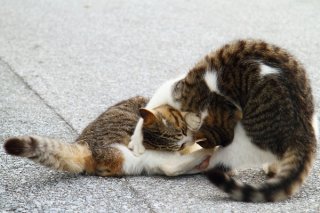 喧嘩ごっこは立派な学び!やんちゃ盛りの兄弟“にゃんたま”