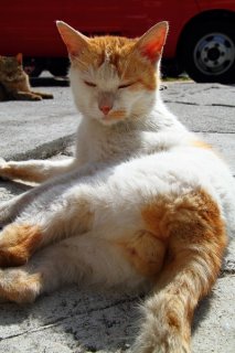 ウトウト“にゃんたま”はお日様パワーでエネルギーチャージ