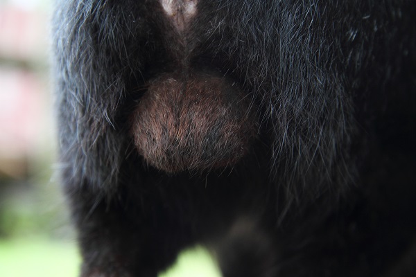 （Ｃ）芳澤ルミ子