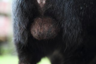 黒くてまん丸…黒猫“にゃんたま”はまるで「あんこ玉」のよう