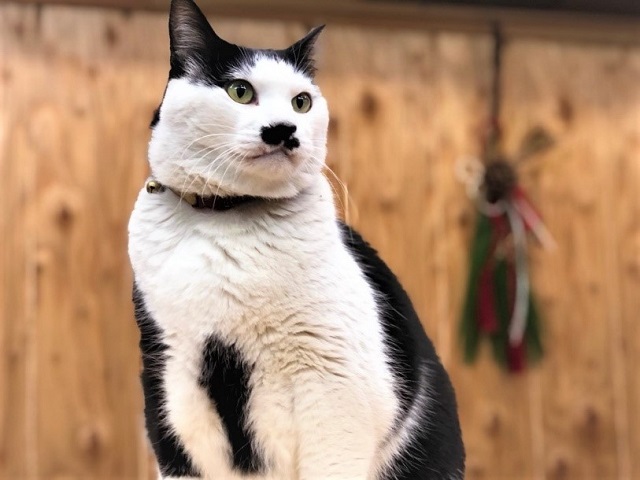 モデル目線でのポージングが多彩なさぶ店長