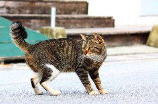 セクシーに! 振り向きポーズがキマった横チラ“にゃんたま”