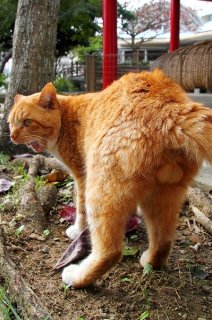 「万年猫年にゃろー!」ねずみ年に物申す茶トラ“にゃんたま”