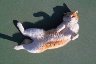 今年も脱力&ポロリ…幸せな日々はコロンと寝転がって待つ