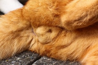 神様のグッドデザイン もふもふ“にゃんたま”でラブ運アップ