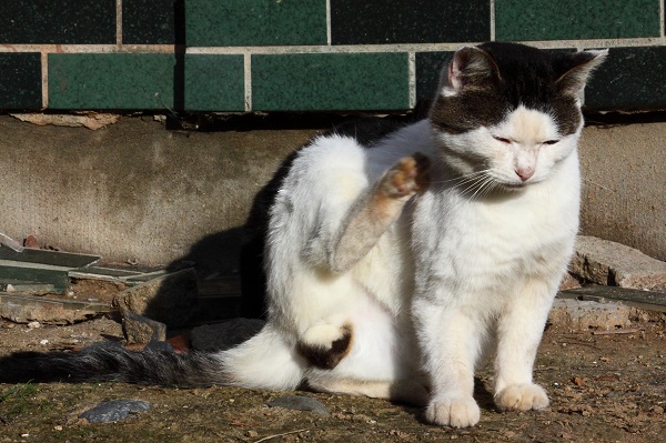 （Ｃ）芳澤ルミ子