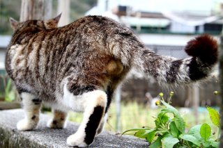 シッポを上げて“にゃんたま”を披露…ブロック塀の小さな奇跡