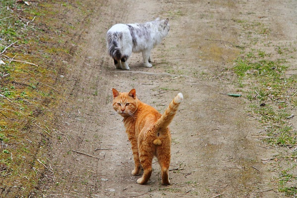 （Ｃ）芳澤ルミ子