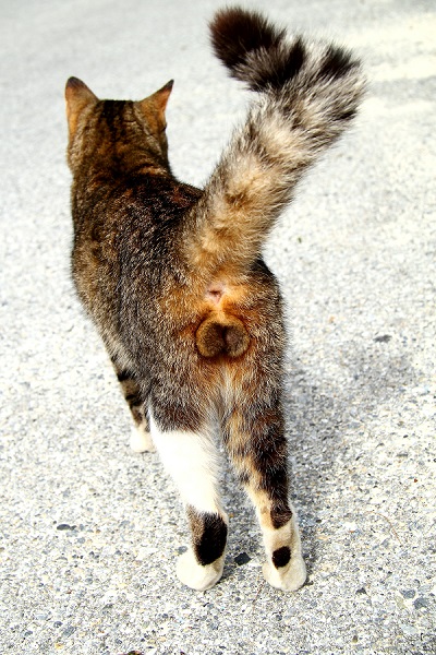 （Ｃ）芳澤ルミ子