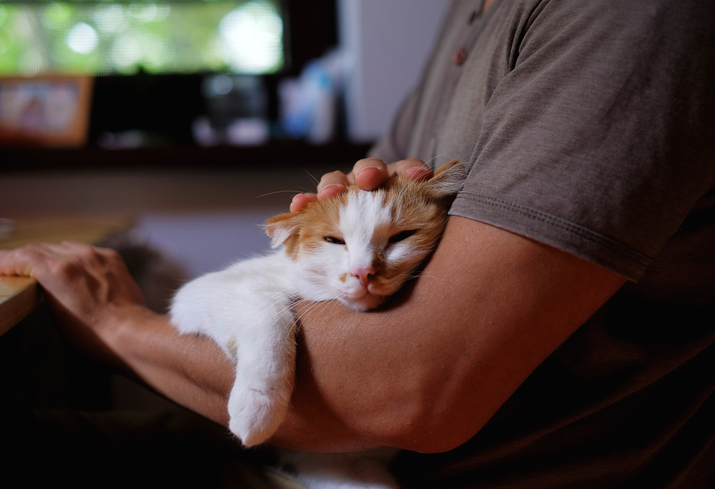 「癒し」が欲しいなら猫を飼えば？（写真:iStock）