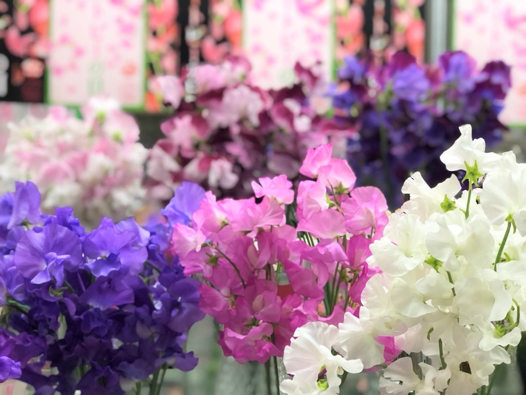 花市場のショーウィンドーには今イチオシ商品が並びます