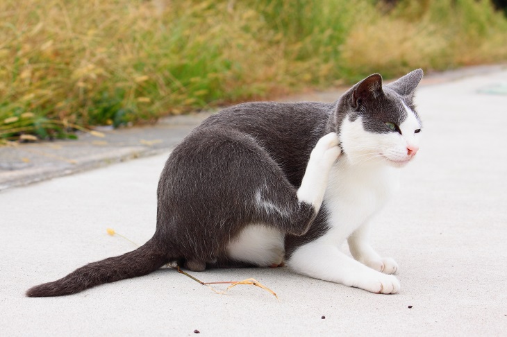 （Ｃ）芳澤ルミ子