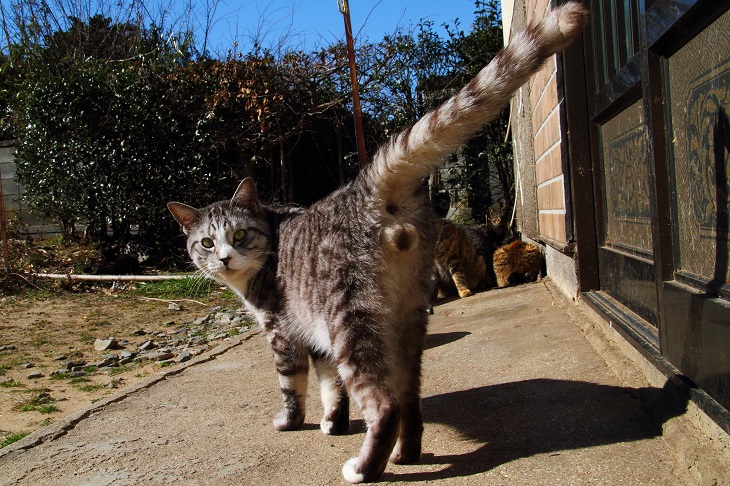 （Ｃ）芳澤ルミ子