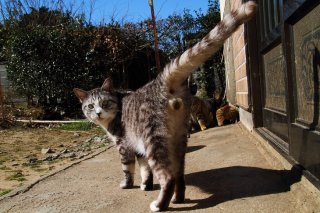 ポツンと一軒家みたい？ 小さな集落で“にゃんたま”を大捜索