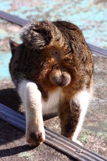 プロポーズの季節…メス猫について歩く健気な“にゃんたま”君