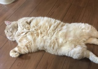 癒しのお腹 2020.1.29(水)