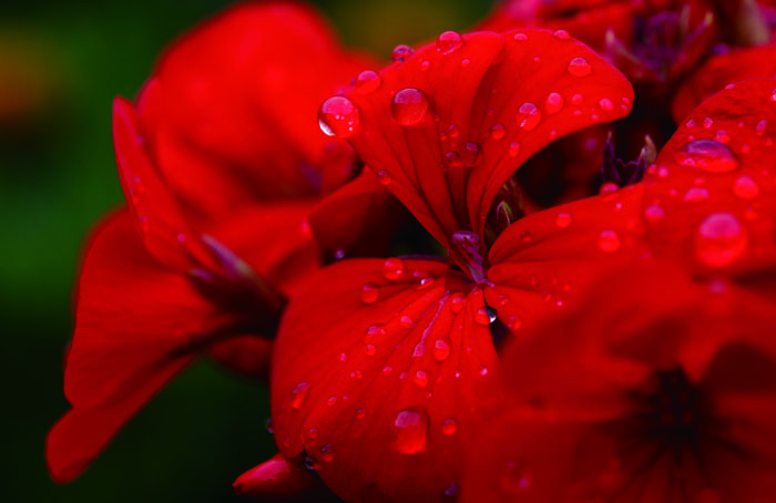 「赤い言の葉」より