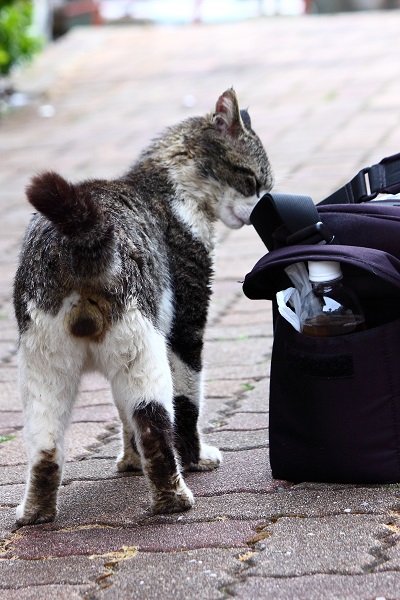 （Ｃ）芳澤ルミ子