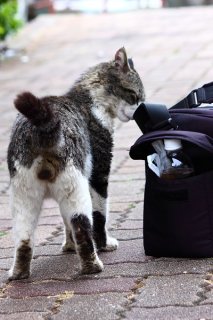 大変なことに！“にゃんたま君”がカメラバッグにマーキング？