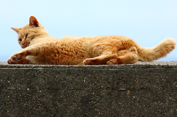 （Ｃ）芳澤ルミ子