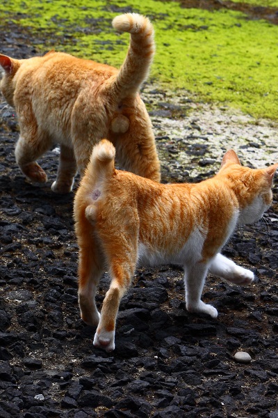 （Ｃ）芳澤ルミ子