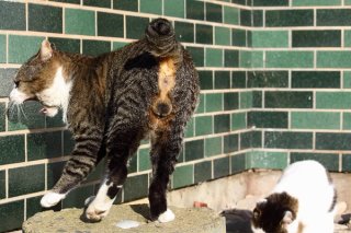 陽だまりで満腹ネムネム…ボス“にゃんたま”の豪快な大あくび