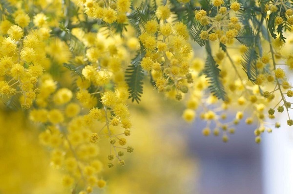 ほわほわポンポンの可愛すぎるミモザ（写真:Aribaba）