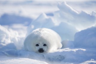 究極のもふもふ 2020.2.24(月)