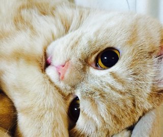 猫の日だから 2020.2.22(土)