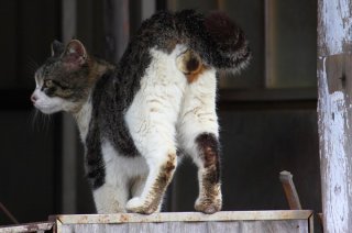 グラデーションがニャイス！雨上がりのウキウキ“にゃんたま”
