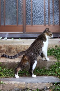 黄金チャーハンを求めて…腹ペコ“にゃんたま”のお宅訪問