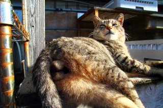 漁港の人々の愛情がいっぱい詰まった？ご立派“にゃんたま”