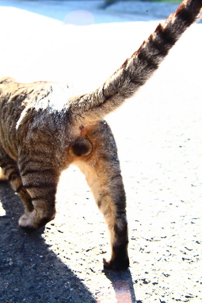 （Ｃ）芳澤ルミ子