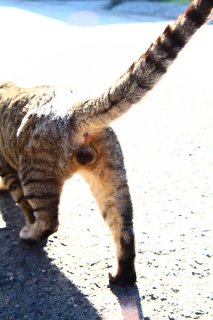 気になる彼の性格がわかっちゃう？本邦初“にゃんたま”占い！