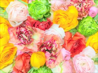 仕事順調ならお金も貯まる！運気を上げる「ラナンキュラス」