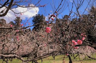 春の気配 2020.2.25(火)