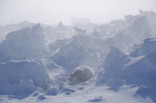 吹雪いてる！ 2020.2.27（木）