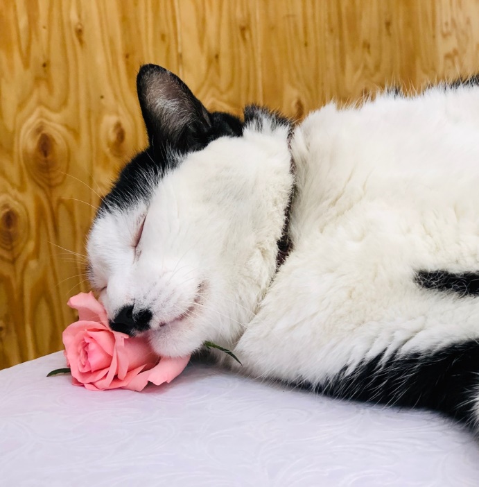 バラを枕にリラックス「さぶ店長」