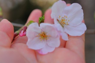 花で笑顔を取り戻そう