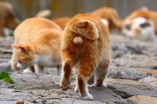 探し物はにゃんですか？大捜索中の“にゃんたま”にロックオン