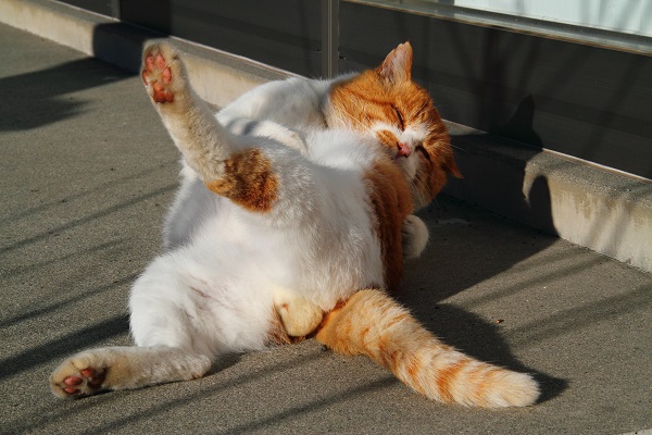 （写真:芳澤ルミ子）