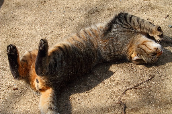 （写真:芳澤ルミ子）