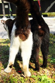 将来は駅長さんか観光大使！夢いっぱいの兄弟“にゃんたま”