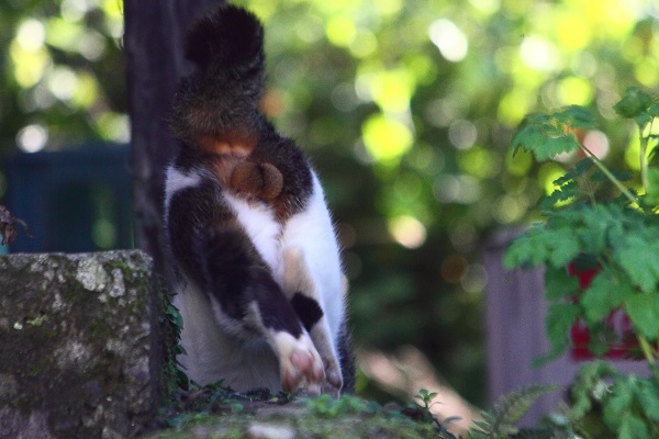 （写真:芳澤ルミ子）