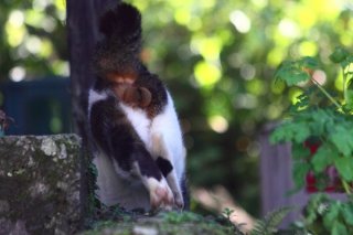 友達になりたいな…遠い記憶がよみがえるシャイ“にゃんたま”