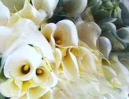 イベント自粛で影響大も…凜とした花「カラー」にもらう勇気