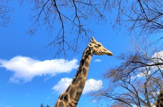 凜々しい横顔 2020.4.1（水）