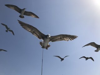 羽を伸ばす 2020.3.29（日）