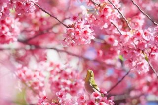 花の癒しは効果絶大！強い心で自粛期間を乗り切るための方法